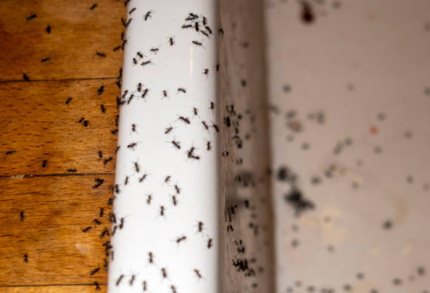 Reliable Sherwood, WI Pest Control Solutions