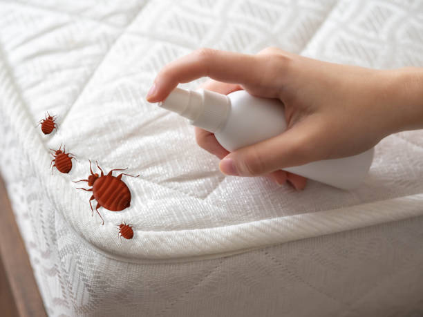 Best Wasp Removal Services  in Sherwood, WI